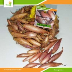 Цибуля сіянка Тоска 500г