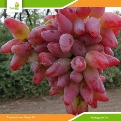 Виноград Дубовский розовый