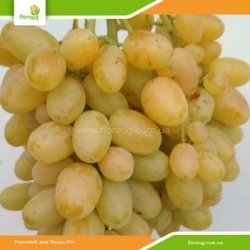 Виноград Кишмиш Гелиодор