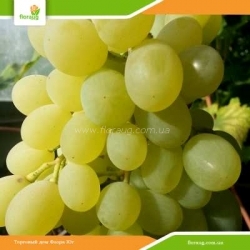 Виноград Новый подарок Запорожью