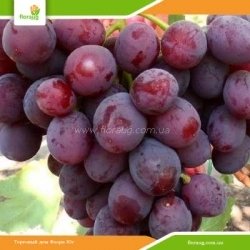 Виноград Зоря Несвітая