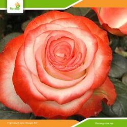 Роза Фарфалла (Farfalla)