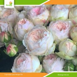 Роза Мэнсфилд Парк (Mansfield Park) спрей