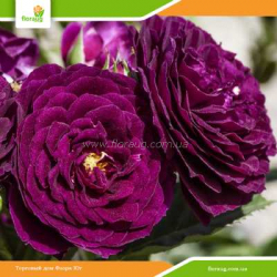 Роза Перпл Эден (Purple Eden) флорибунда