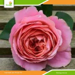 Роза Романтик Антик (Romantic Antike)