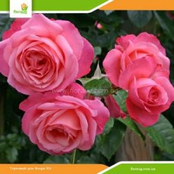 Роза Розанна (Rosanna) плетистая