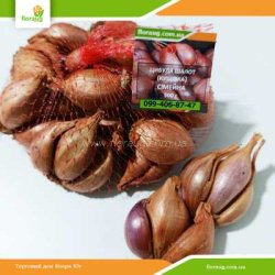 Лук Шалот (кущевка) Семейный 500г