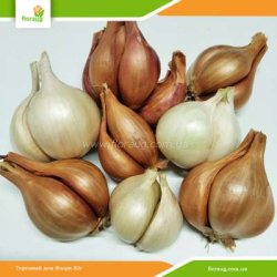 Лук Шалот (кущевка) Смесь сортов 500г