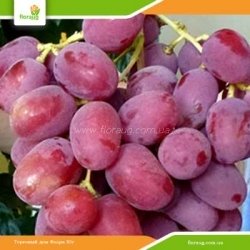 Виноград Анюта