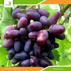 Виноград Байконур