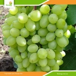 Виноград Кишмиш Гелиодор