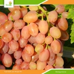 Виноград Кишмиш Лучистый