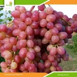 Виноград Кишмиш Велес