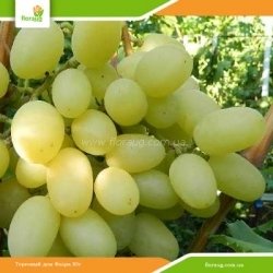 Виноград Ландыш