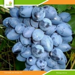 Виноград Осінній чорний