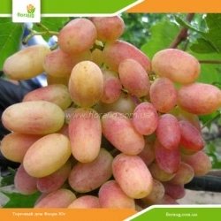Виноград Преображение