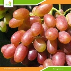Виноград Юлиан