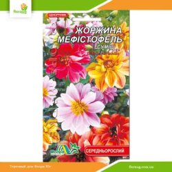 Жоржина Мефістофель  0,2г (Флора Маркет)